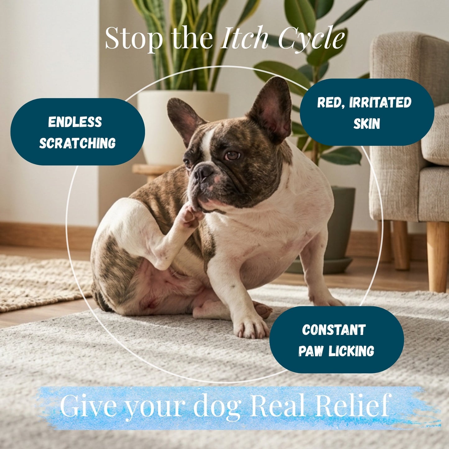 Kindly Tail Quercetin with Bromelain for Dogs – Skin Allergy & Itch Support