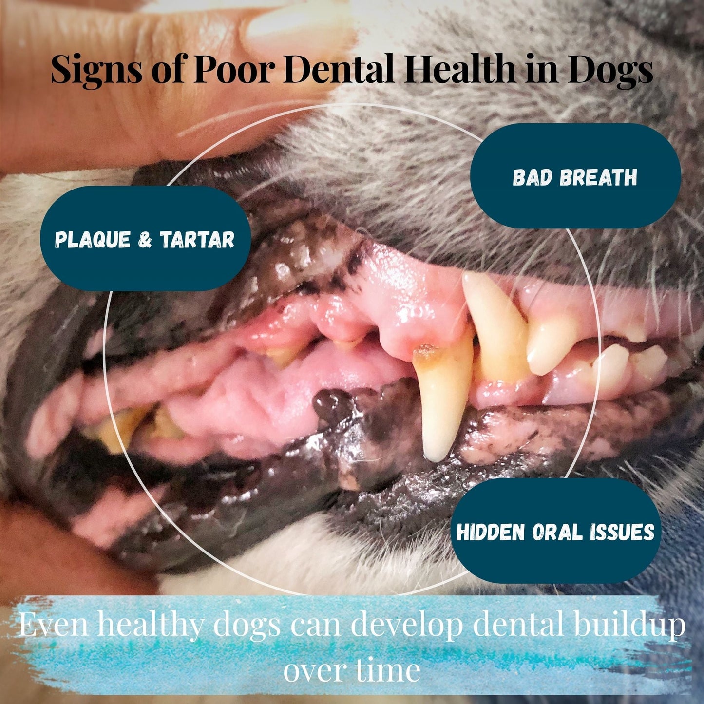 Kindly Tail Pure Seaweed Organic Dental Health Care for Dog and Cat
