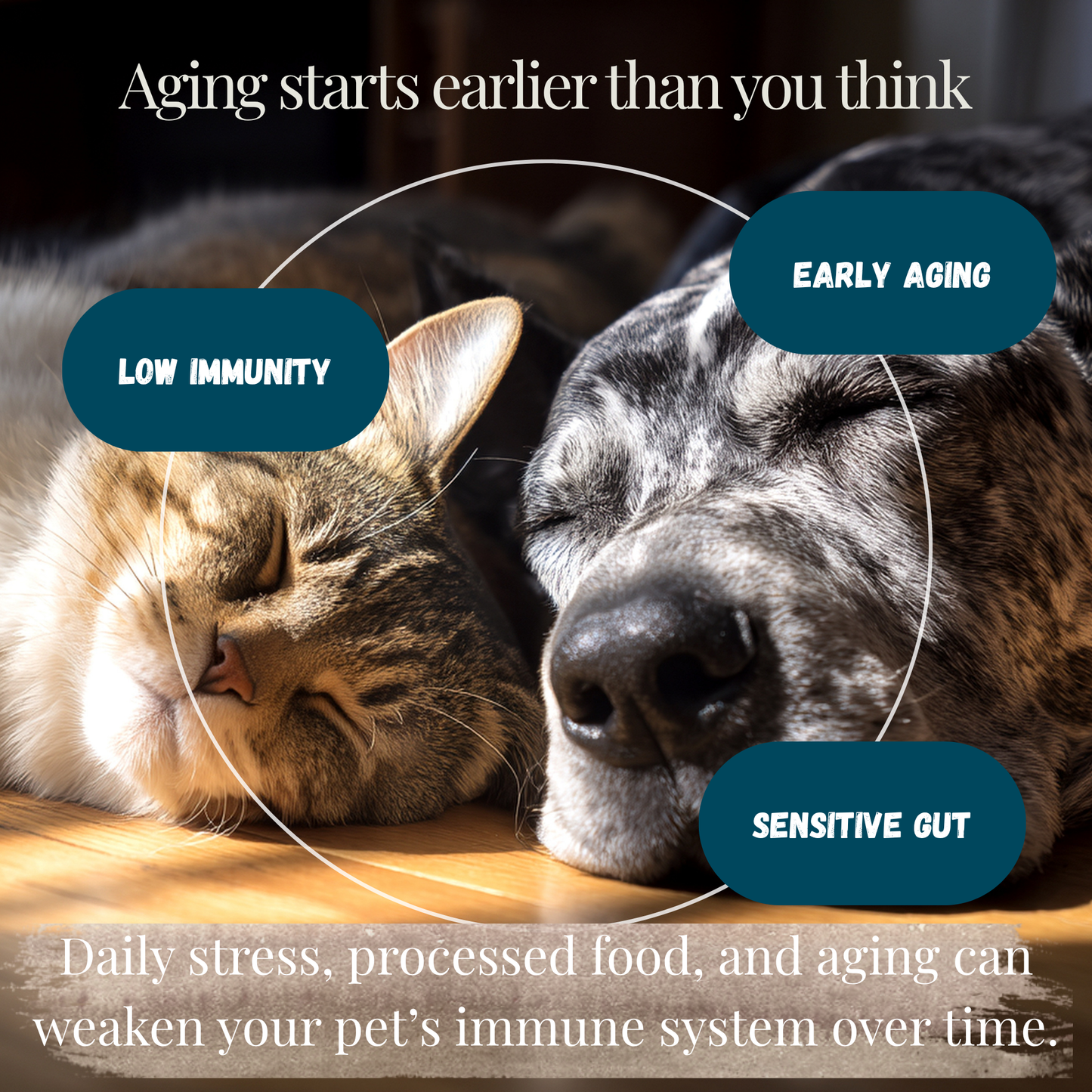 Kindly Tail Vital 7 Organic Mushrooms Blend+ Ergothioneine For Dog and Cat
