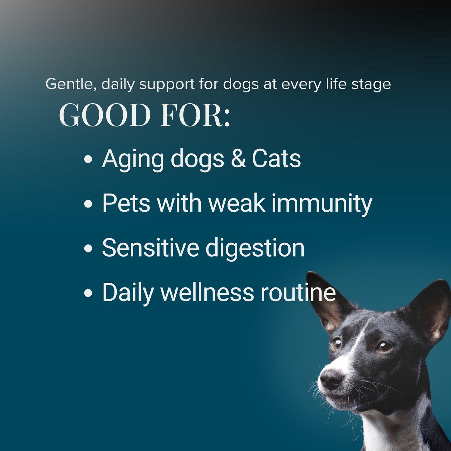 Kindly Tail Vital 7 Organic Mushrooms Blend+ Ergothioneine For Dog and Cat