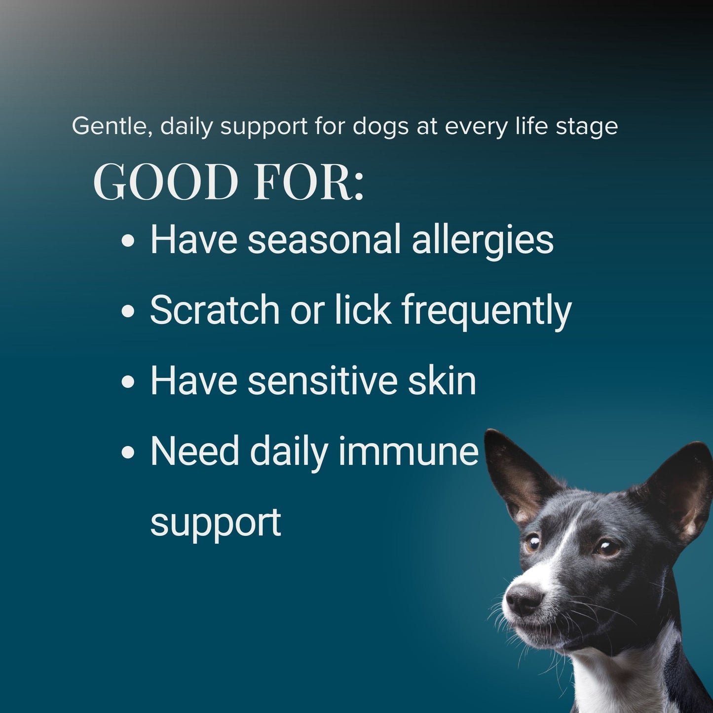 Kindly Tail Quercetin with Bromelain for Dogs – Skin Allergy & Itch Support